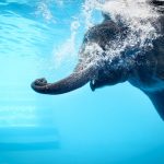 Een kleuter appt naar een olifant in het zwembad, mag dat?